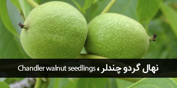 نهال گردو چندلر- Chandler walnut seedlings-min-1.jpg