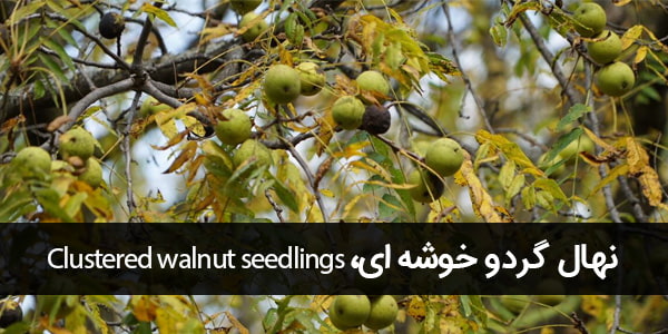نهال گردو خوشه ای -Clustered walnut seedlings-min-1.jpg